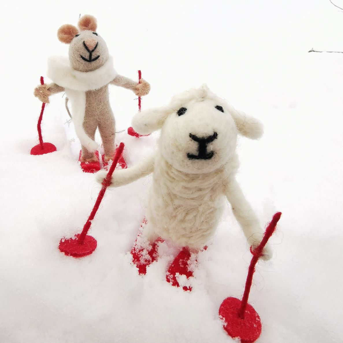 Skiing sheep
