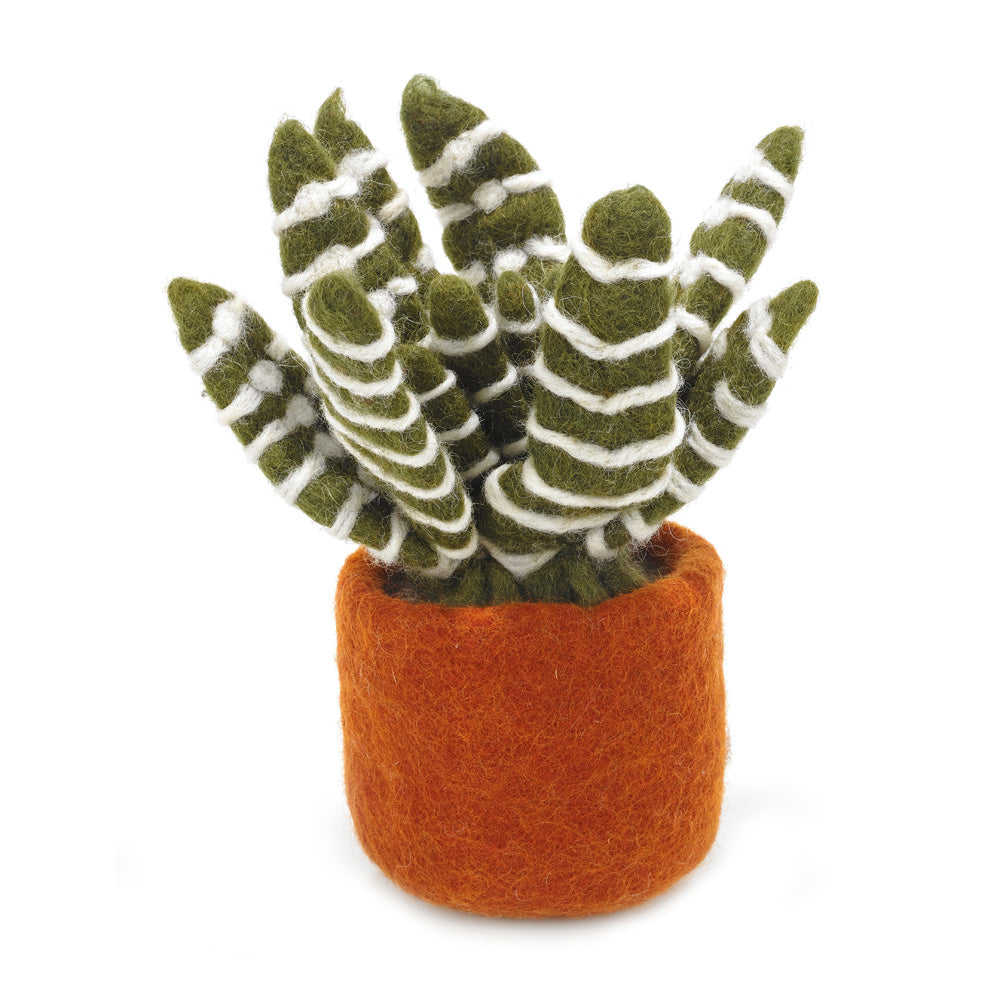 Cactus - Zebra, Yellow Bloom, and Opuntia