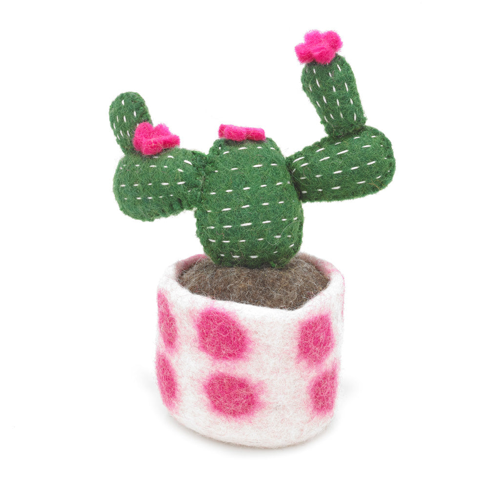 Cactus - Zebra, Yellow Bloom, and Opuntia