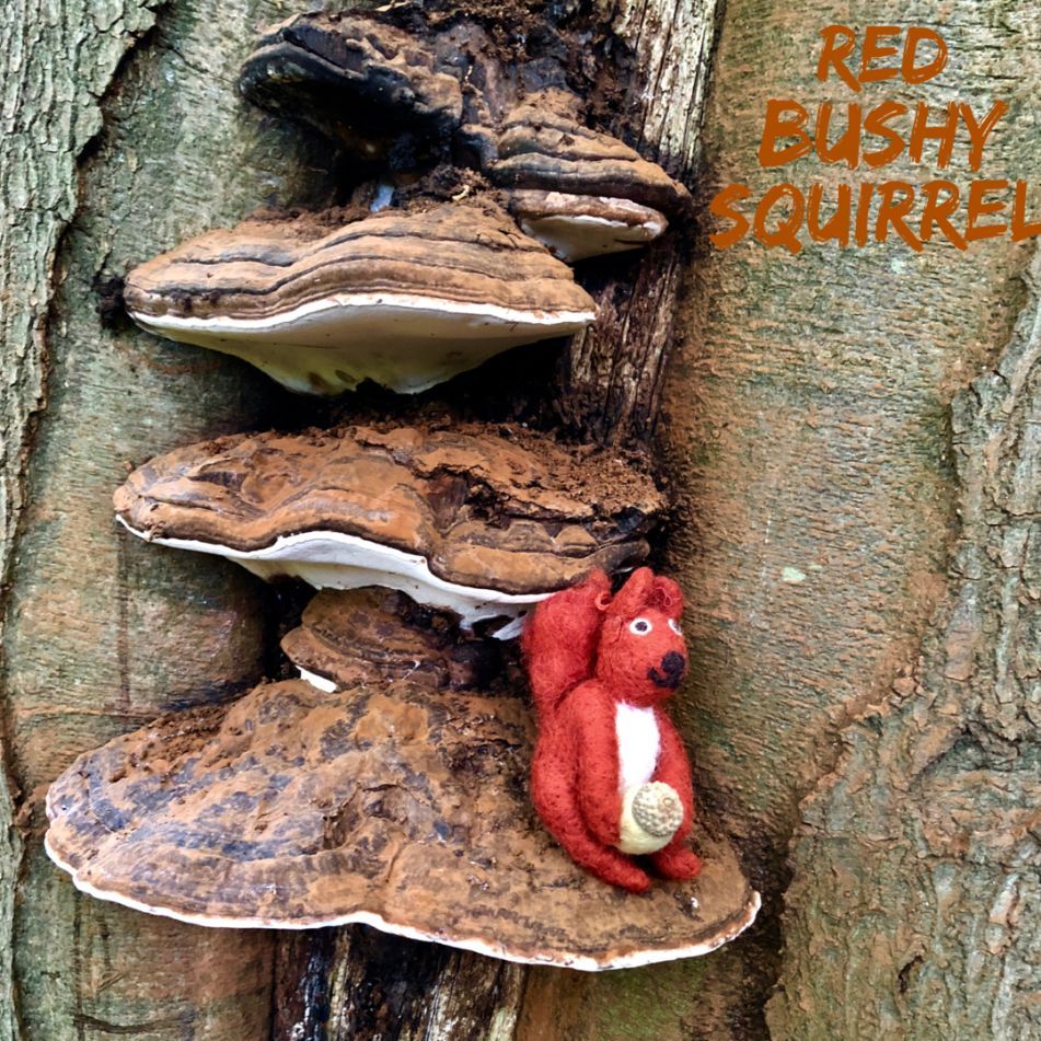 Red Bushy Squirrel