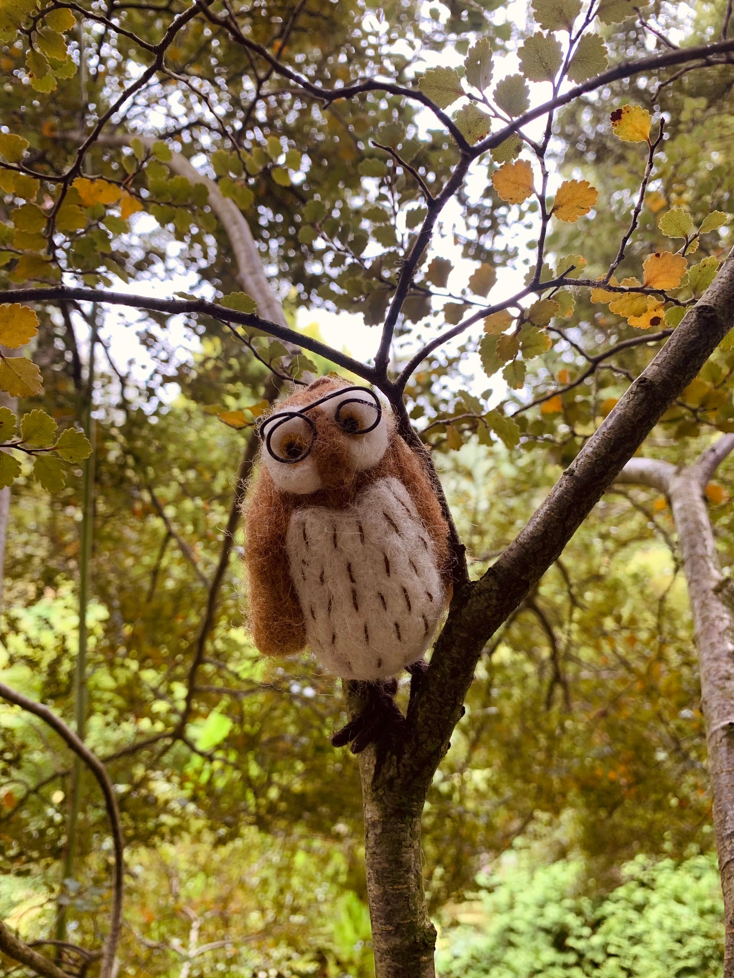 Wilson Wise Owl