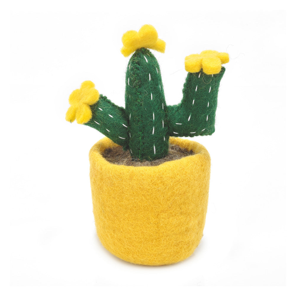 Cactus - Zebra, Yellow Bloom, and Opuntia