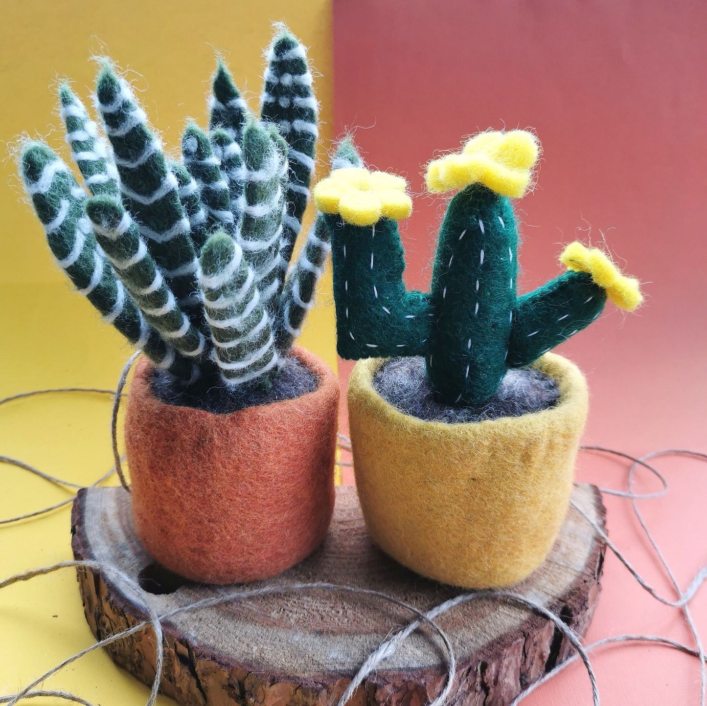 Cactus - Zebra, Yellow Bloom, and Opuntia