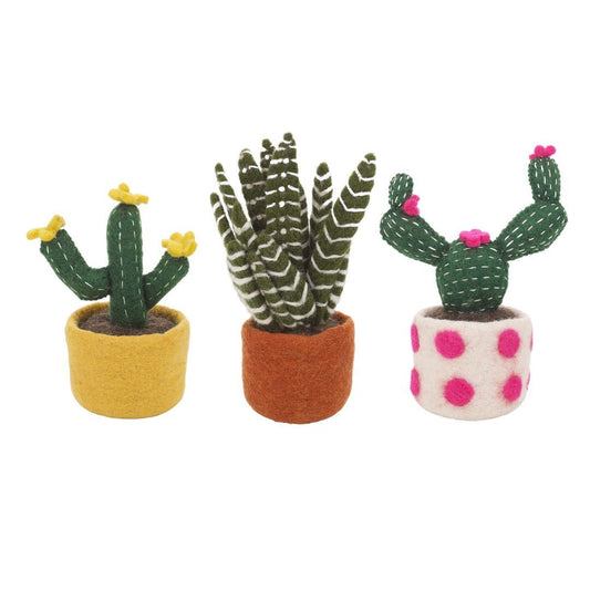 Cactus - Zebra, Yellow Bloom, and Opuntia