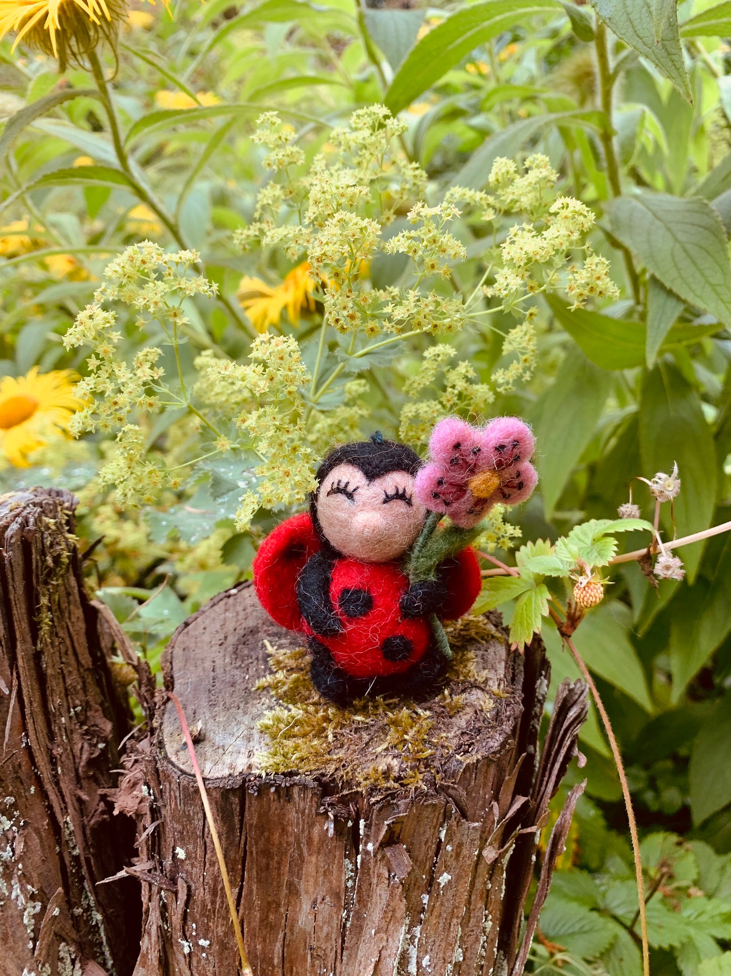 Lola Ladybird