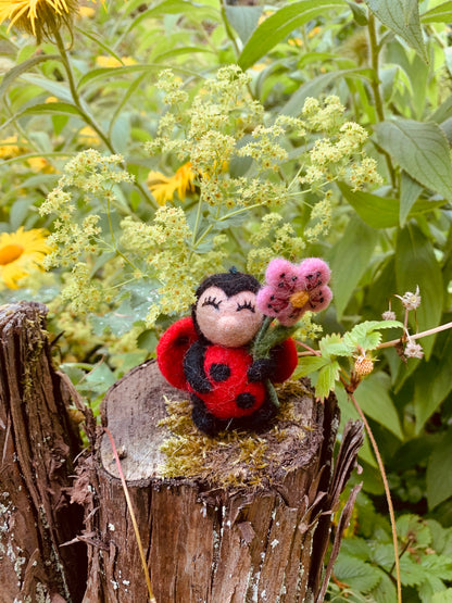 Lola Ladybird