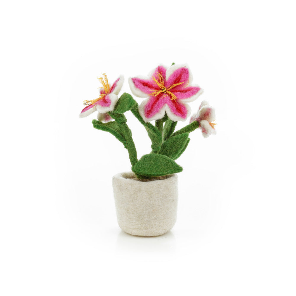 Luscious Lily