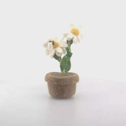 Dazy Daisy Pot