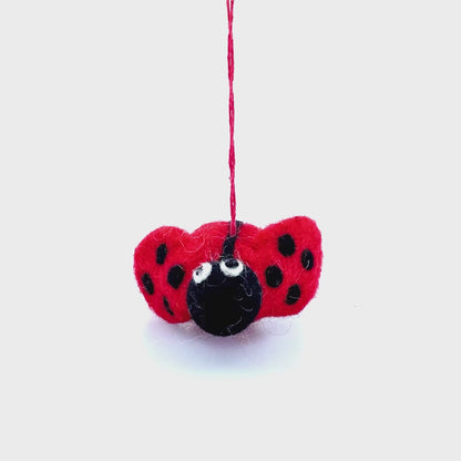 Lottie Ladybird